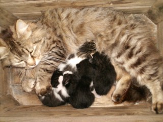 Soluzioni per il gatto giardiniere