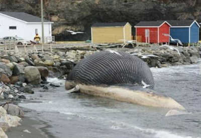 La balena azzurra spiaggiata a Terranova