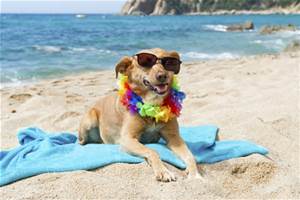 Cani al lido e in spiaggia, quando ci saranno leggi oneste?