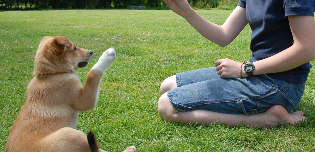 Quando iniziare a educare un cucciolo