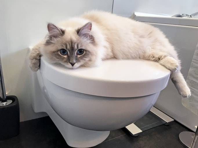 Come impedire al mio gatto di seguirmi in bagno