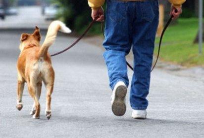 Come insegnare al mio cane a camminare senza tirare