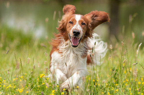 Benessere animale nella specie canina