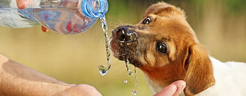 Perché il mio cane beve molta acqua