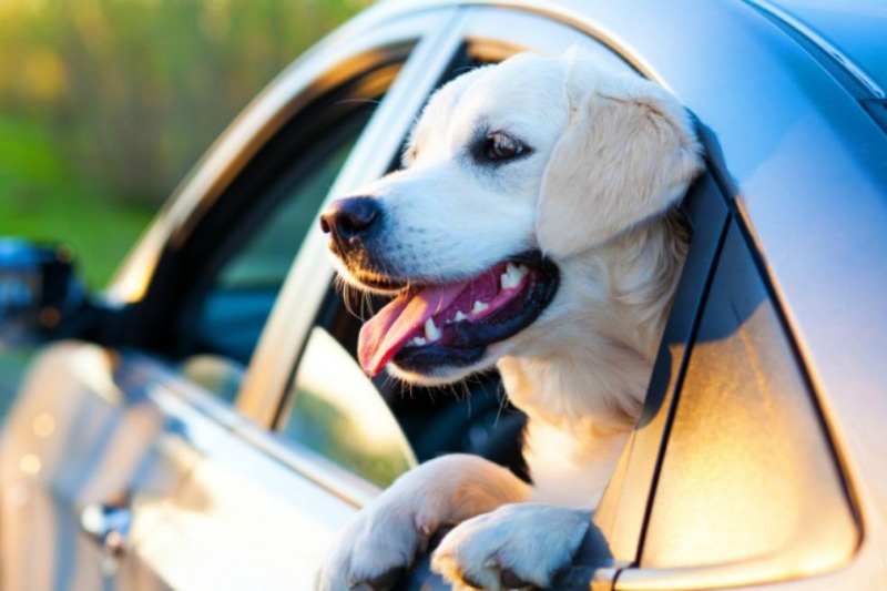 Come viaggiare con il mio cane in auto