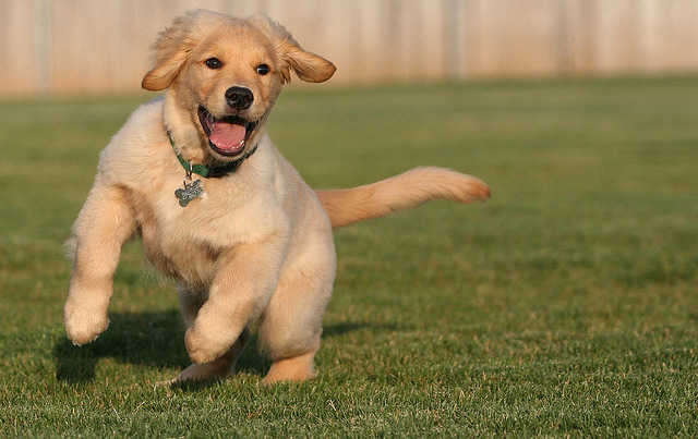 Come insegnare al mio cane a venire quando chiamo