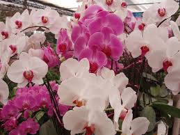 Come curare le orchidee